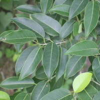 <i>Ficus virens</i>  var.  virens